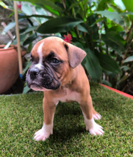 Perro Cachorro Boxer Macho