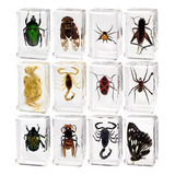 12* Taxidermia De Muestras De Resina De Insectos