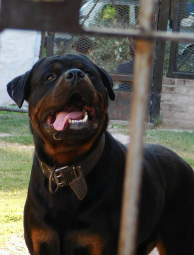 Cachorros Rottweiler 