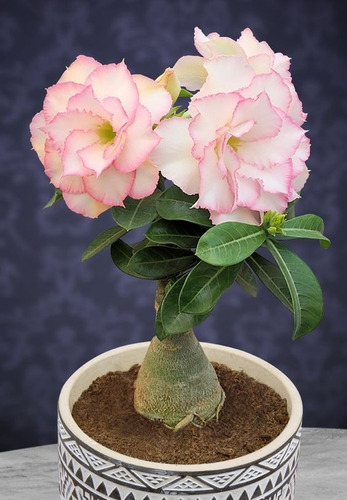  Adenium Color Rosa, Rosa Del Desierto