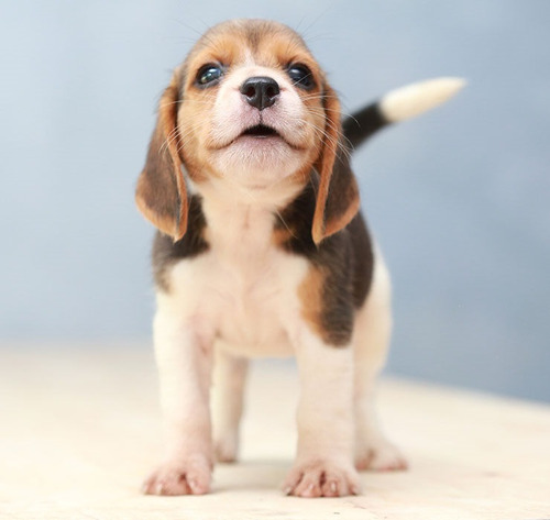 Cachorro Beagle Tricolor 012