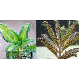 2 Especies Variedades Únicas Planta Kalanchoe Daigremontiana