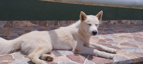 Cachorros Huskies Vacunados Y Desparasitados 7 Meses