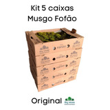 Musgo Fofão Vivo Verde Para Decoração Terrario Kit 5 Cxs