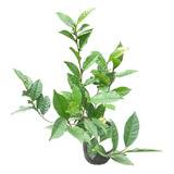 Camellia Sinensis - Planta De Té , 40-50cm Origen Misiones