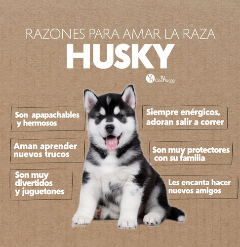 ***hermosos Cachorros Husky's Siberiano***