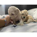 Cachorros Poodle Miniatura