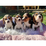 Preciosos Beagle Enano Tricolor Finos