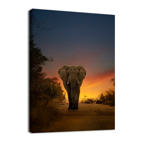 Cuadro Decorativo Animales Canvas Lienzo Elefante Atardecer