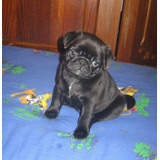 Extraordinario Pug Criadero Mascotas Saint Daniel 36