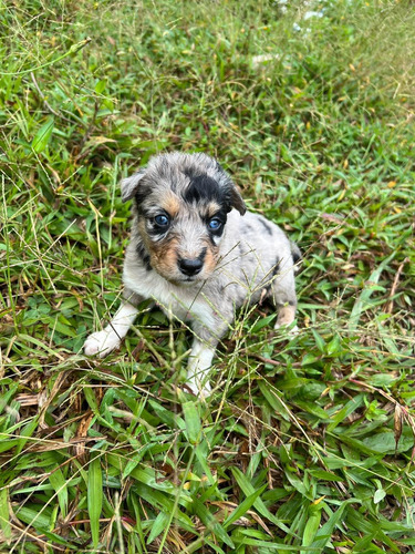 Cachorro Border Collie Listos Para Entrega Criadero Kanis