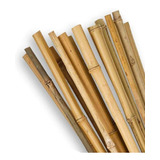 Oferta Caña De Bambu Para Tutores X15 Unidades 1-1,5mts