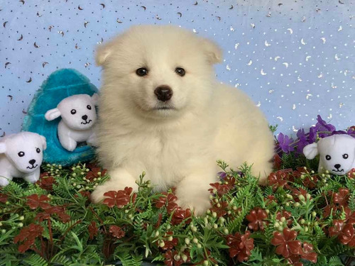 Espectacular Cachorro Samoyedo, De Rk Puppies!!!