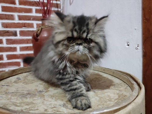 Legitimo Gatito Persa En Venta, Extremo, Peludo, Muy Chato