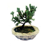 Bonsai Junipero Procumbes Nana, De 7 Años