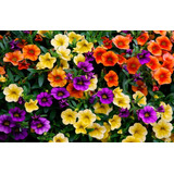 500 Semillas Petunia Fashion Balcón Otoño Invierno Primavera