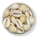 Caracoles Buzios Naturales Con Agujero 100gr Armar Bijou