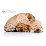 Cachorros Sharpei 4