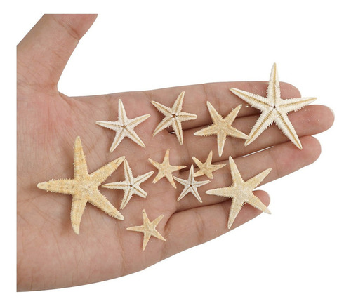 Decoración De Estrella De Mar Natural Para 1-5cm 100 Pcs .