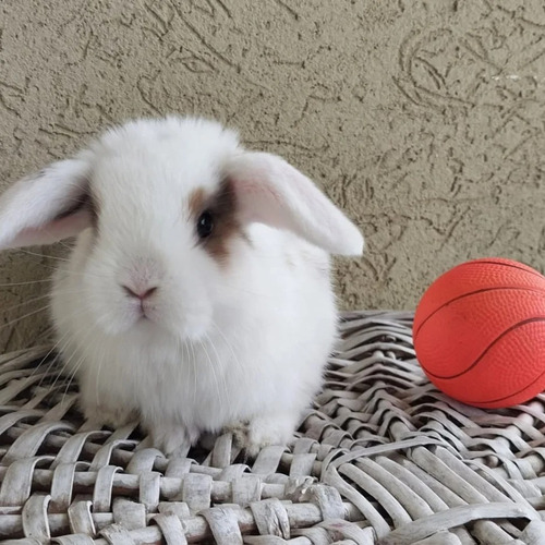 Conejitas Cabeza De León  Y Holland Lop Mini Belier Holandés