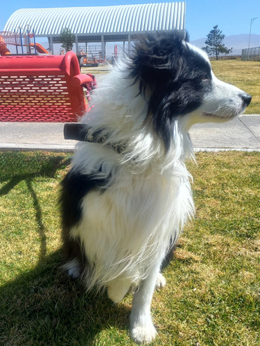 Border Collie Pelo Largo Pedigree Internacional