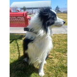 Border Collie Pelo Largo Pedigree Internacional