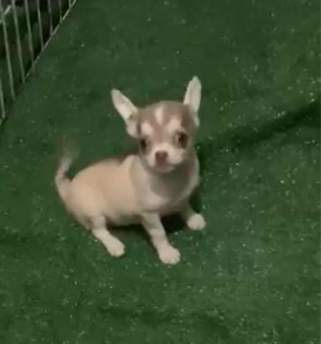 Chihuahua Fêmea