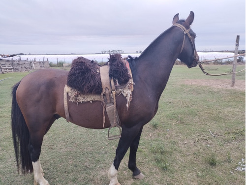 Caballo Criollo Manso 