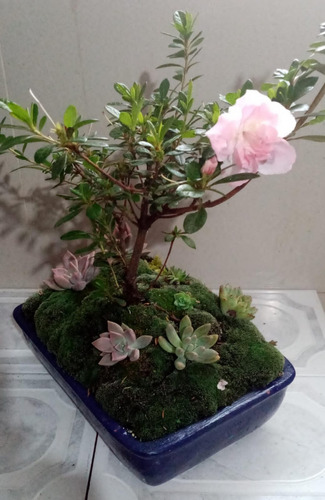 Bonsái Biflora Azalea Rododendro Ornamental Suculentas Musgo