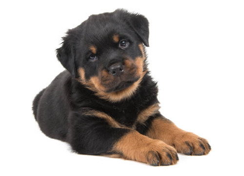 Cachorros Rottweiler J2