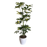 Schefflera