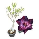 Rosa Do Deserto Importada Purple Swallow - Planta Matriz