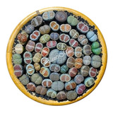 100 Semillas Lithops Piedras Vivientes Mixtas Las Mejores