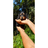 Dachshund Mini Teckel Excelente Linhagem. Cofap/salsichinha