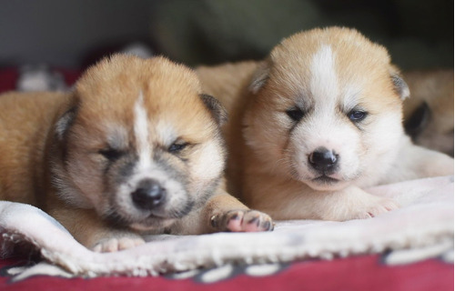 Cachorros Akita Inu Japones 