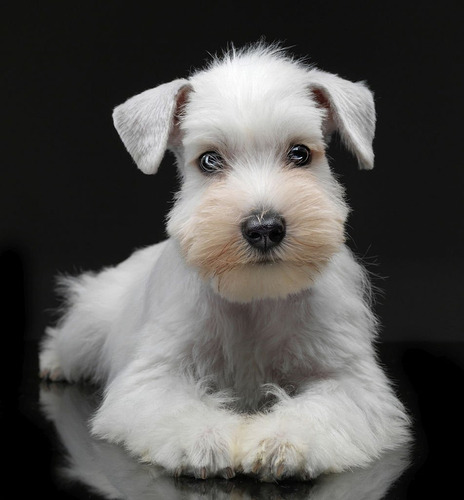 Cachorros Schnauzer Disponibles Para La Entrega