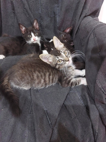 Gatitos En Adopcion