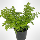 Promo Pack 5 Helecho Arroz - Pilea Microphylla - M 12 