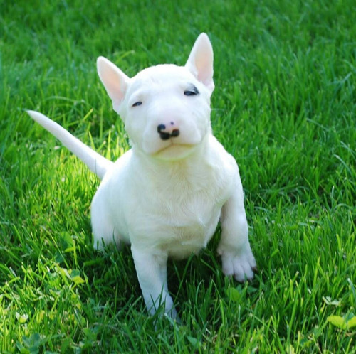 Sou Um Filhote Gentil! Bull Terrier