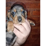 Cachorro Salchicha Arlequín Plata 