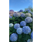 100 Semillas De Flor De Hortensia Azul 