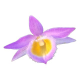 Orquídea Dendrobium Loddigesii