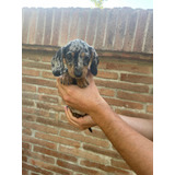 Hermosos Dachshund Mini Arlequin Plata Salchicha