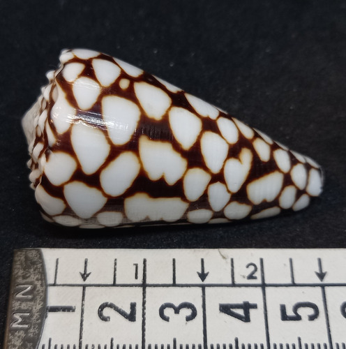 Caracol Concha Marino Conus Marmoreus Pez Pecera Baño