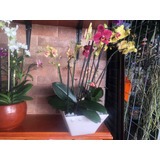 Maceta De Cerámica 10 Pulgadpara Arreglos De Orquídeas Vivas