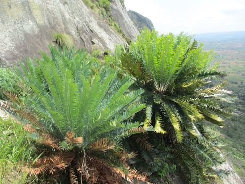 Encephalartos Munchii (palmera De Colección)