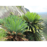 Encephalartos Munchii (palmera De Colección)