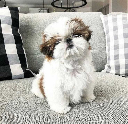 Shithtzu Cachorros Hermosos Shitzu