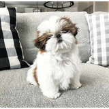 Shithtzu Cachorros Hermosos Shitzu