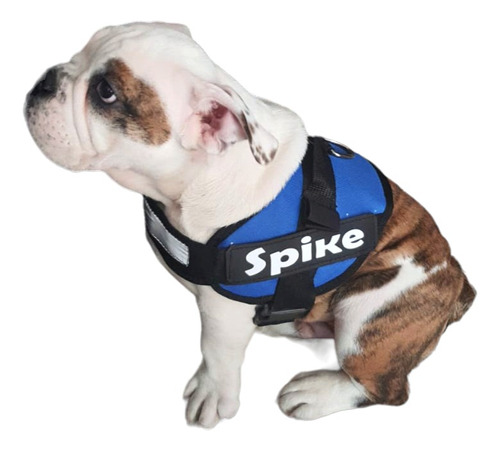 Pechera Personalizada Bulldog Ingles